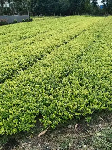 正确拿网球拍姿势图解法